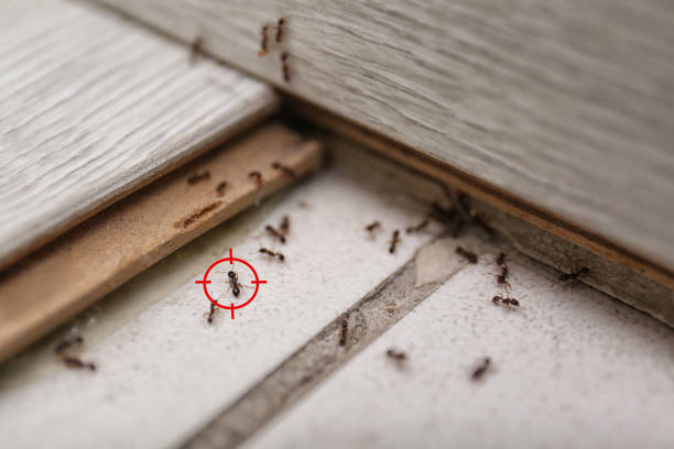 Best Bed Bug Extermination  in Linln Park, CO