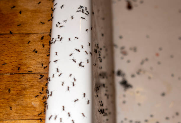 Best Local Pest Control Services  in Linln Park, CO